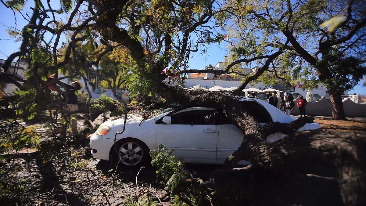 Árbol cae sobre un auto